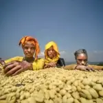 Tempat Kelahiran Kopi Ternyata Sangat Diluar Dugaan Kita