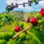 Mengenal Tanaman Kopi, Minuman Para Dewa