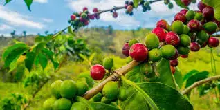 Mengenal Tanaman Kopi, Minuman Para Dewa