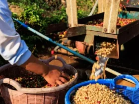 Beberapa istilah dalam proses Kopi