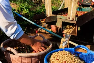Beberapa istilah dalam proses Kopi