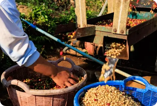 Beberapa istilah dalam proses Kopi